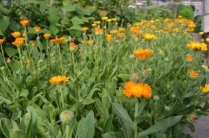 calendula_2025-01-27_18-26-36
