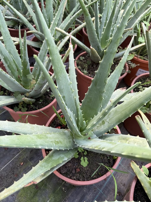 Aloe vera - Aloe barbadensis hojas frescas