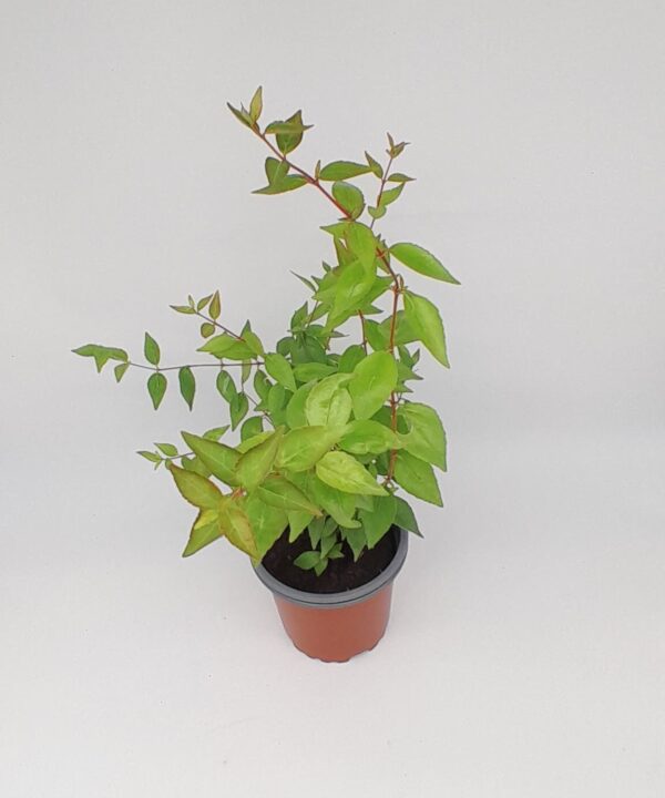 Abelia semperflorens