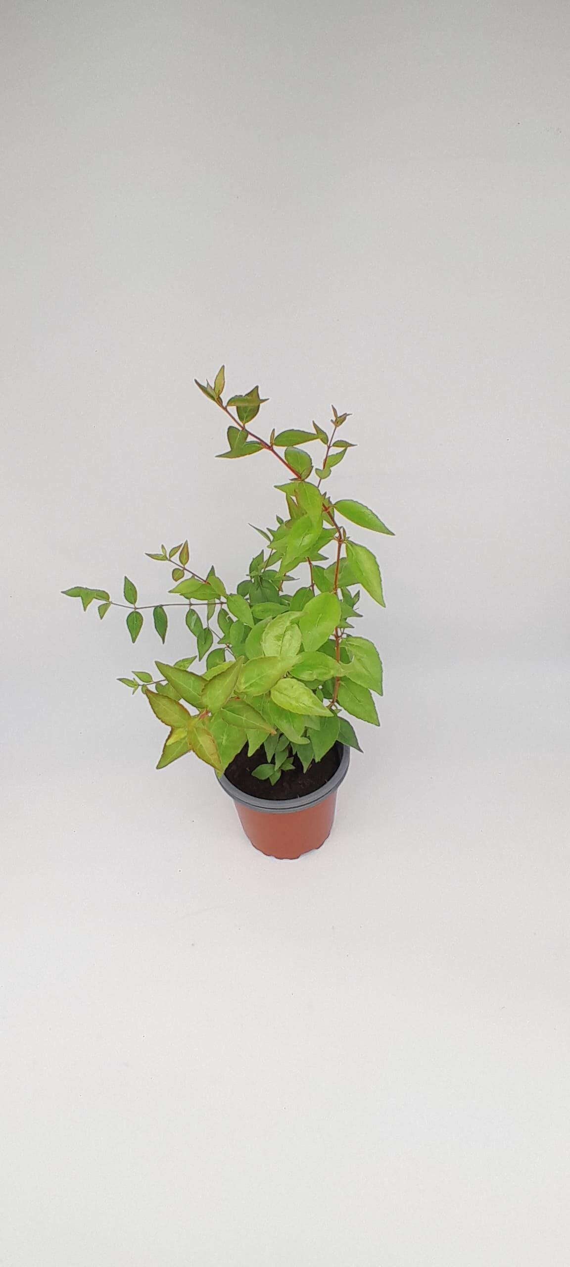 Abelia semperflorens