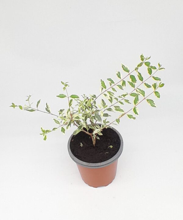 Abelia variegata