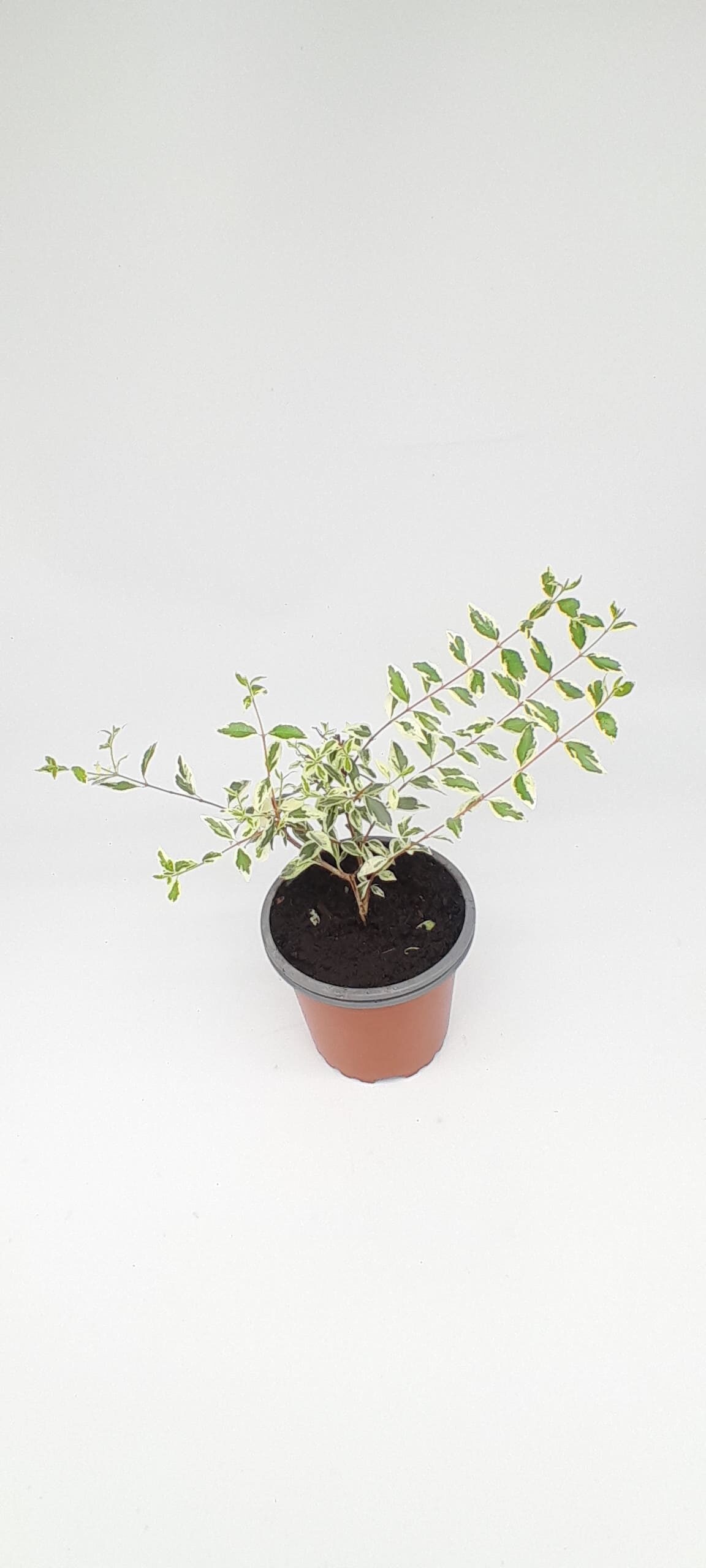Abelia variegata