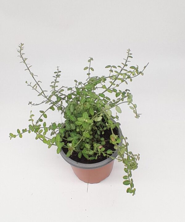 Euonimus verde rastrero