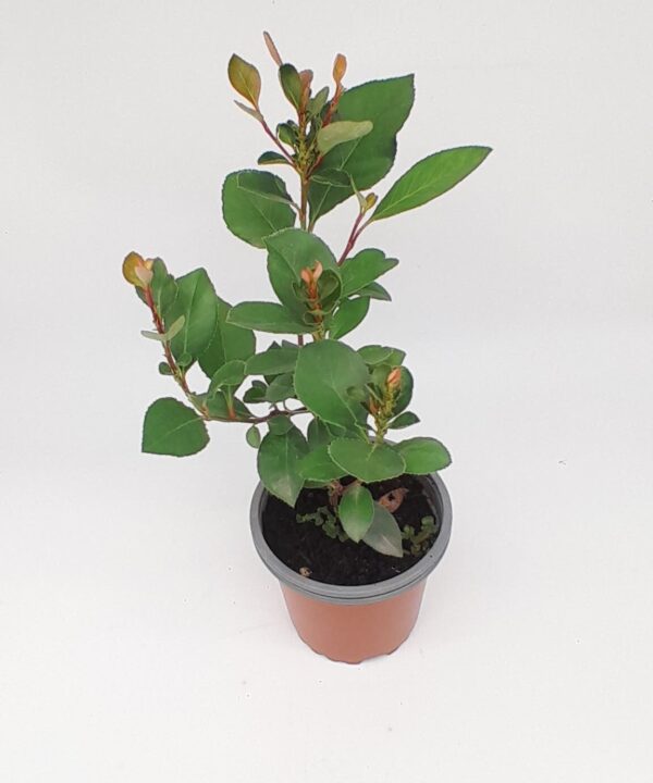 Fotinia enana