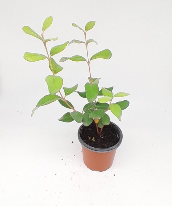 Guayaba de Brasil / feijoa