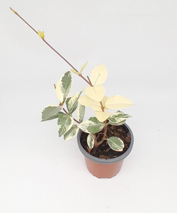 Jazmín estrellado flor banca variegata