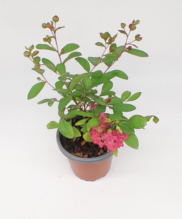 Lagestroemia flor roja