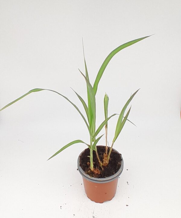 Maralfalfa pasto gigante perenne