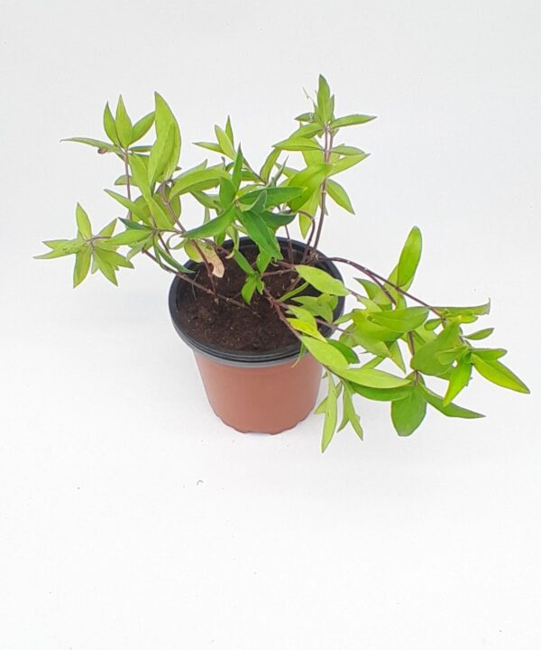 Phlox flor perenne fragante