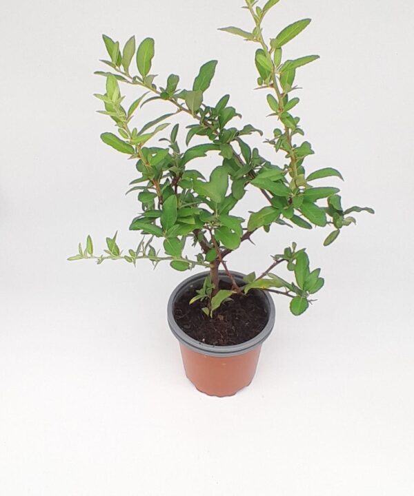 Pyracantha roja cushion