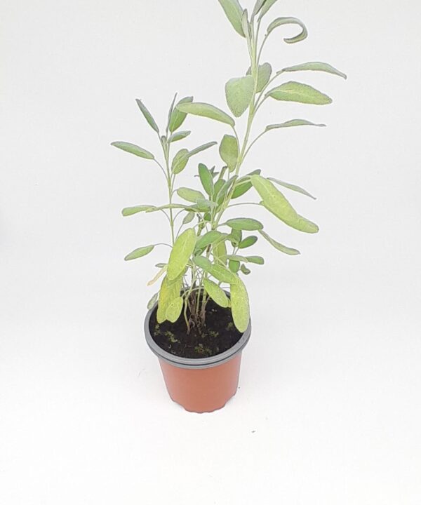 Salvia officinalis flor blanca