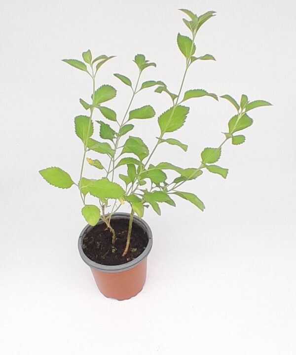 Verónica antártica ornamental flor blanca