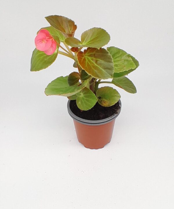 Begonia rosa hoja roja