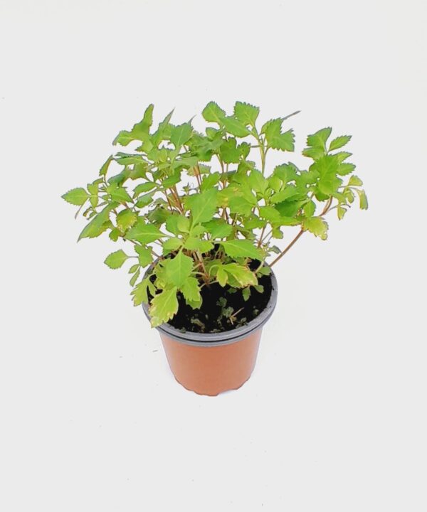 Bidens flor blanca