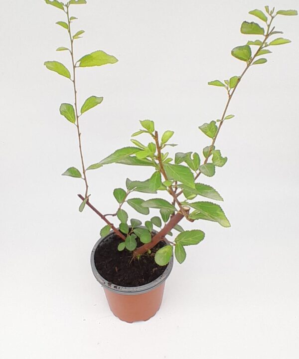 Grewia occidental
