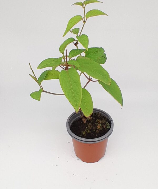 Paederia foetida