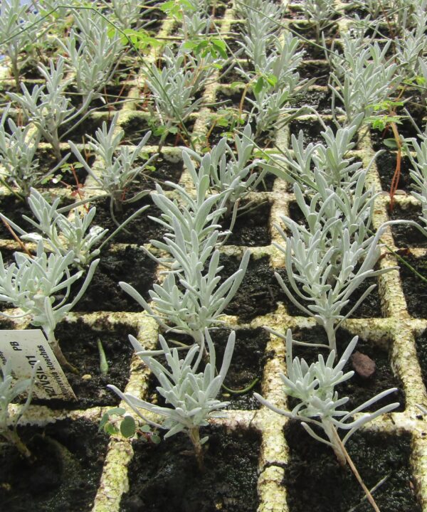 Aromáticas