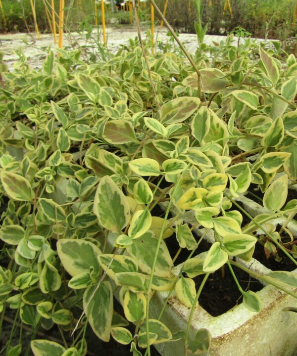 Ornamentales de hoja o flor