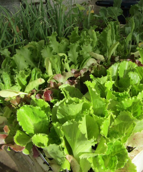 Hortícolas