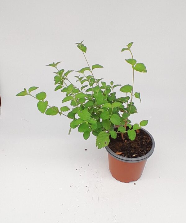 Lantana rastrera lila