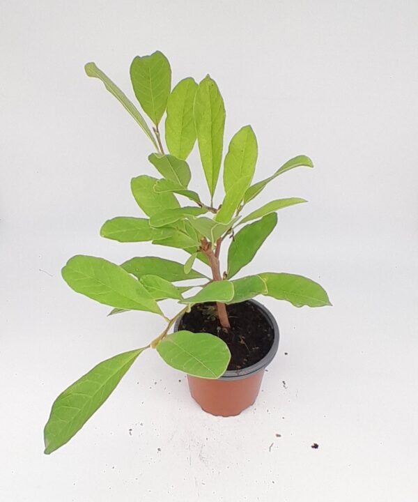 Magnolia estrellada