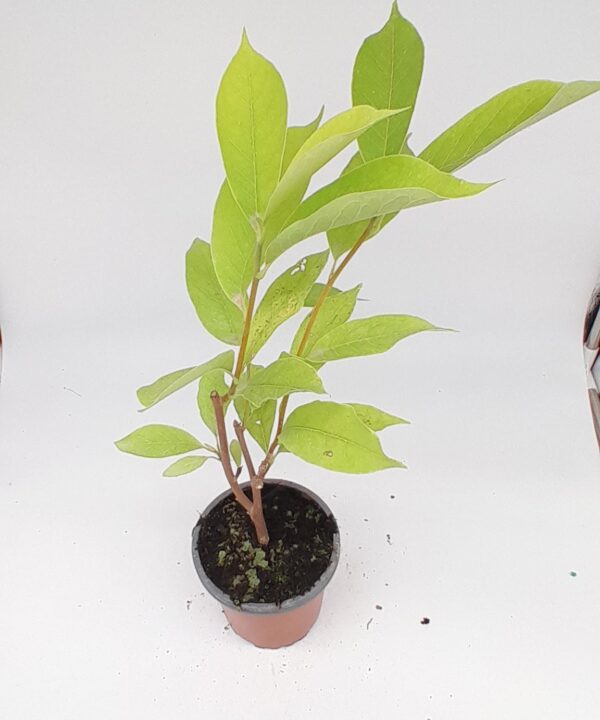 Magnolia susan purpura