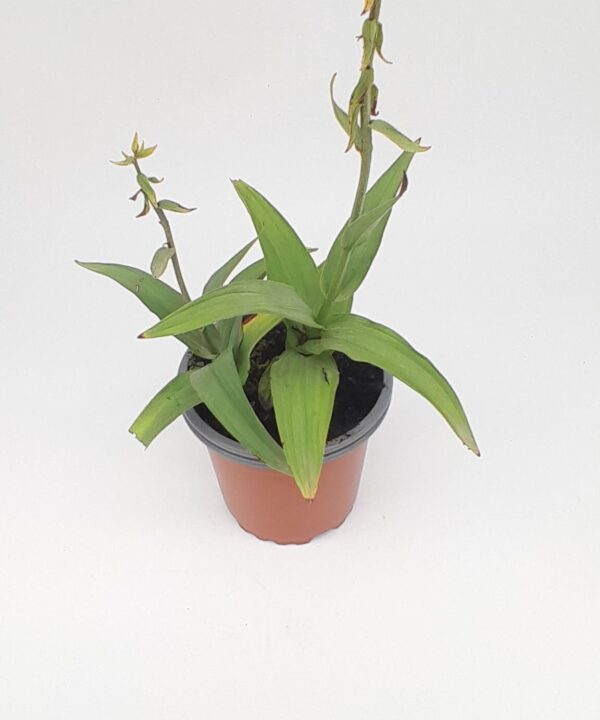 Orquídea de los pantano