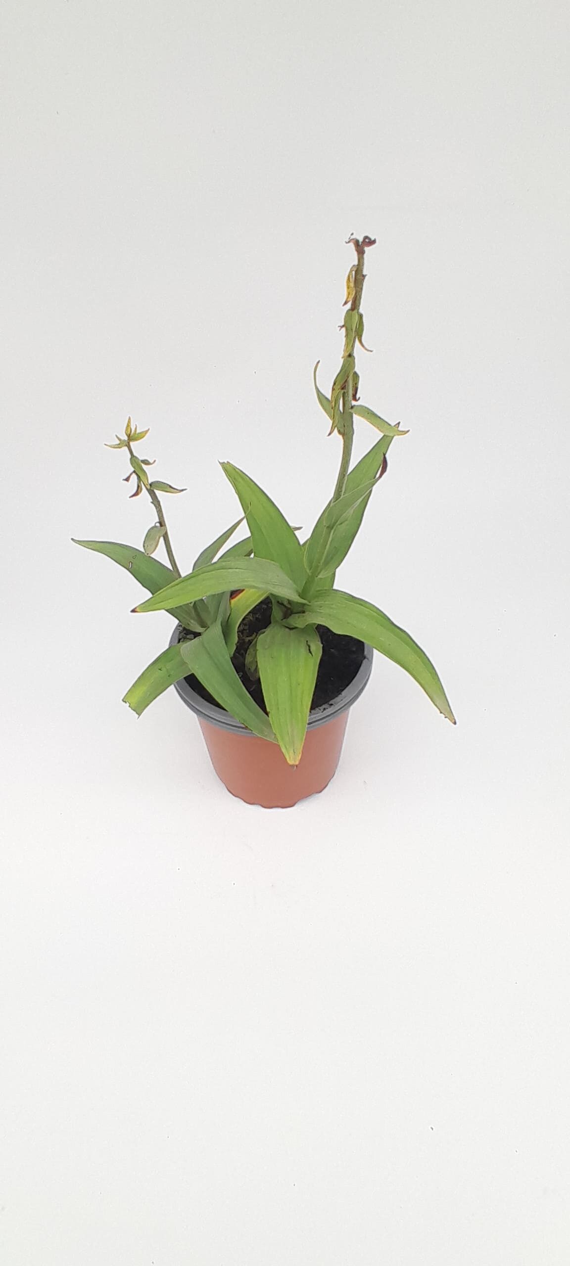 Orquídea de los pantano