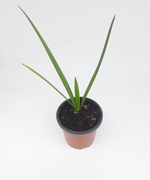 Palmera datileras