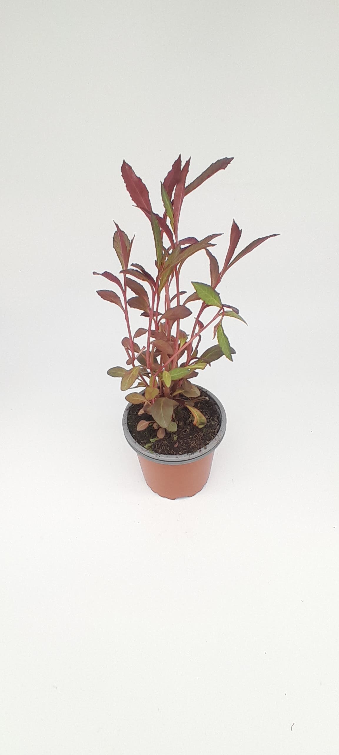 Planta de agua cardenal encarnada