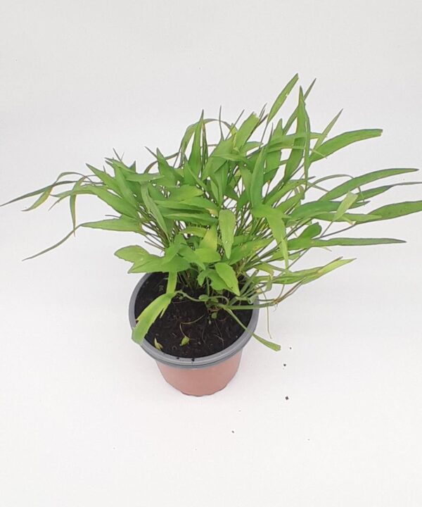 Planta de agua flammula