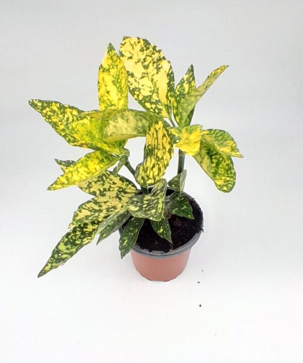 Planta aucuba japonica amarillo