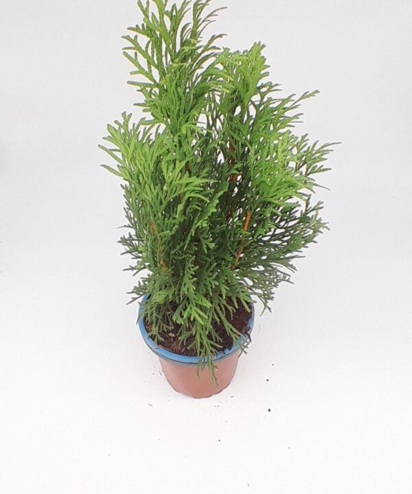 Planta thuja esmeralda
