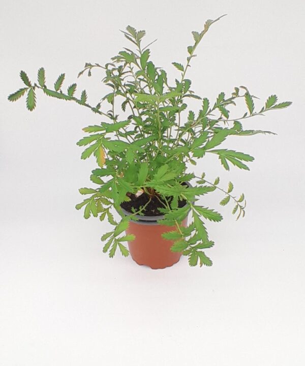 Potentilla anserina