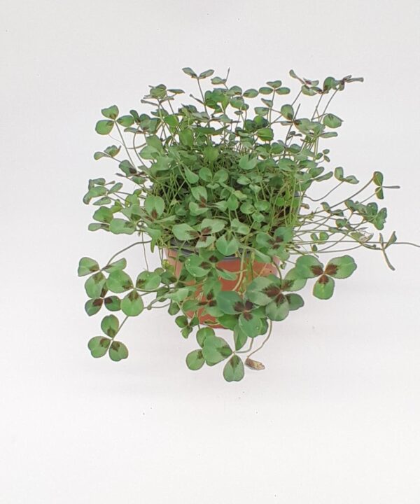 Trebol ornamental verde/purpura