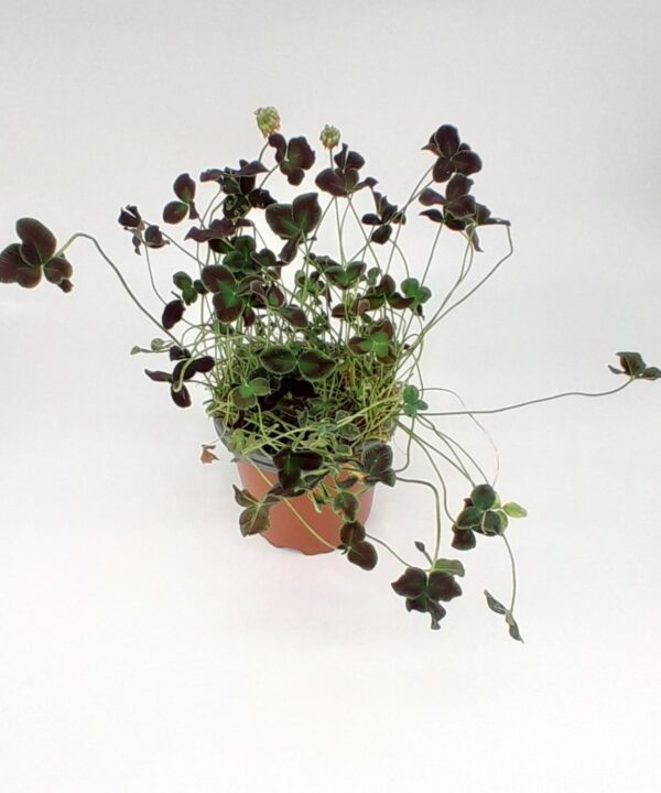 Trebol ornamental purpura