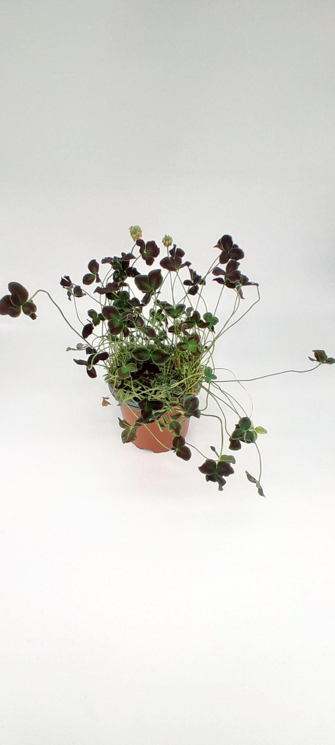 Trebol ornamental purpura