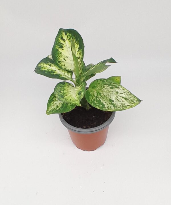 Dieffenbachia  maculata