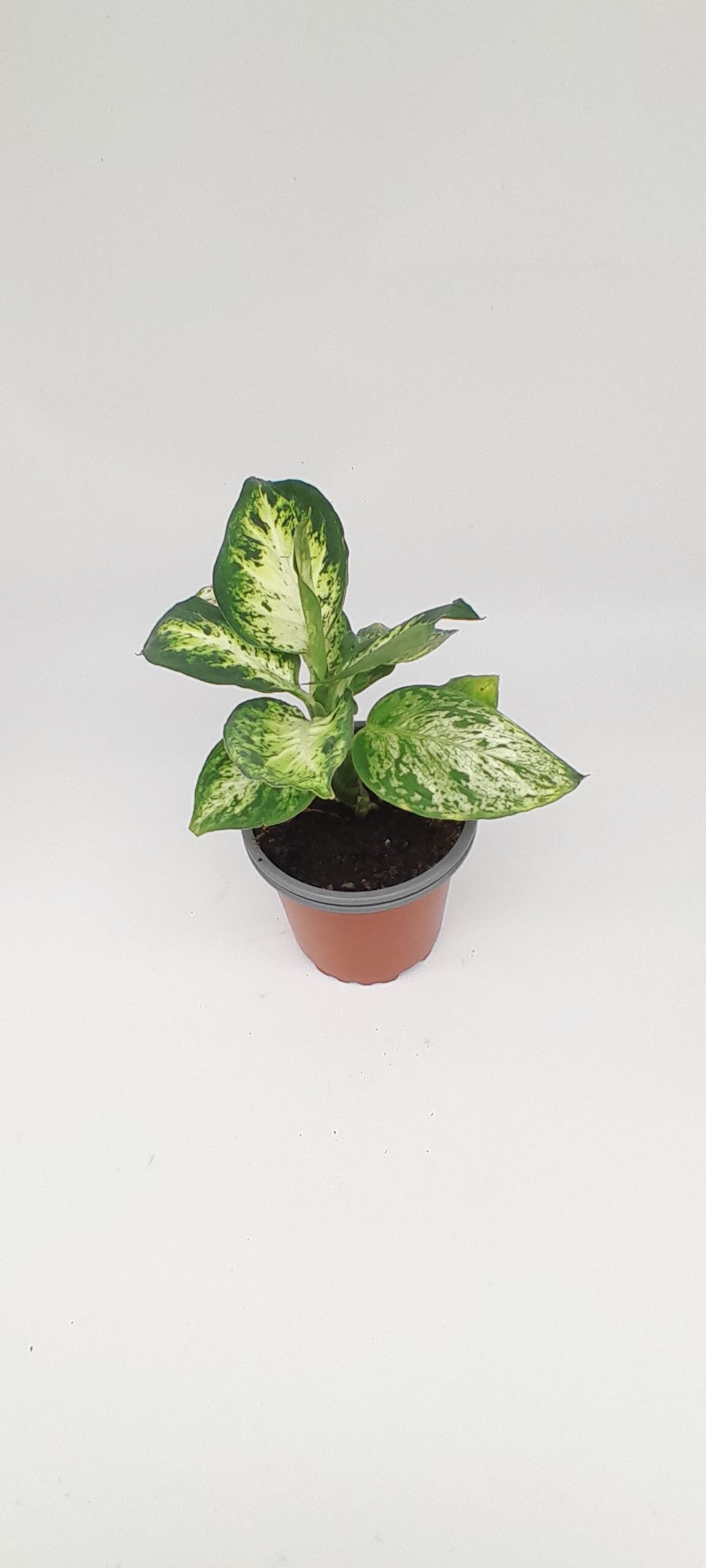 Dieffenbachia maculata