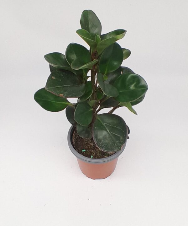 Peperomia burning bush