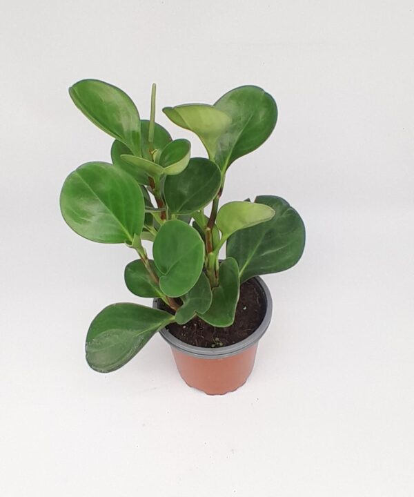 Peperomia obtusifolia verde