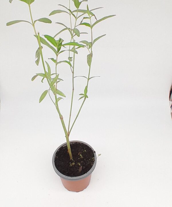 Asclepias incarnat