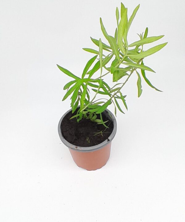 Asclepias tuberosa