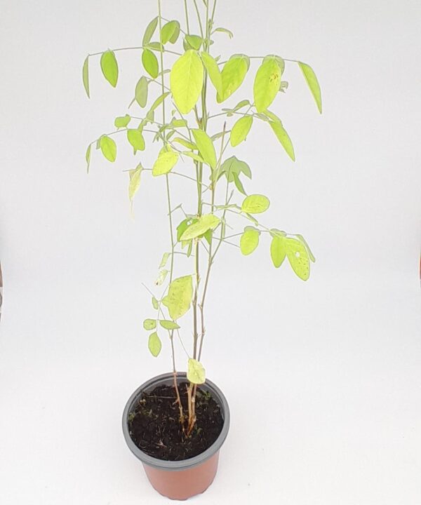 Clitoria blanca