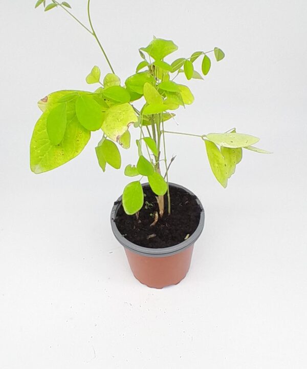 Clitoria rosa