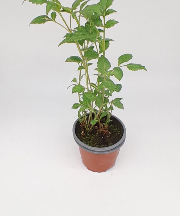 Dahlia tuberosa flor mix