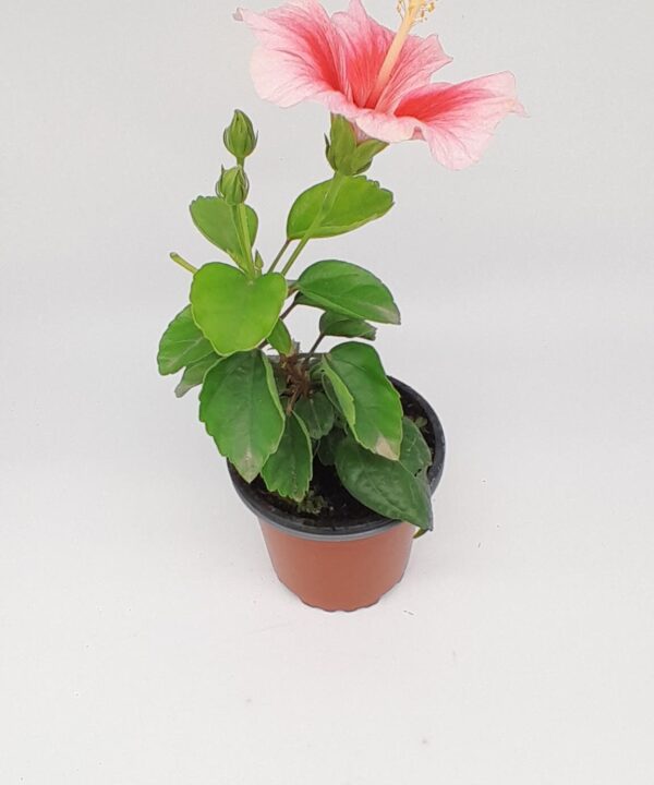 Hibisco medicinal del chino rosa