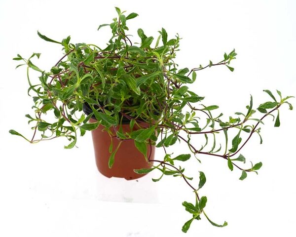 Saponaria