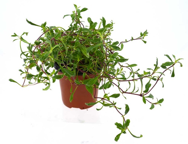 Saponaria