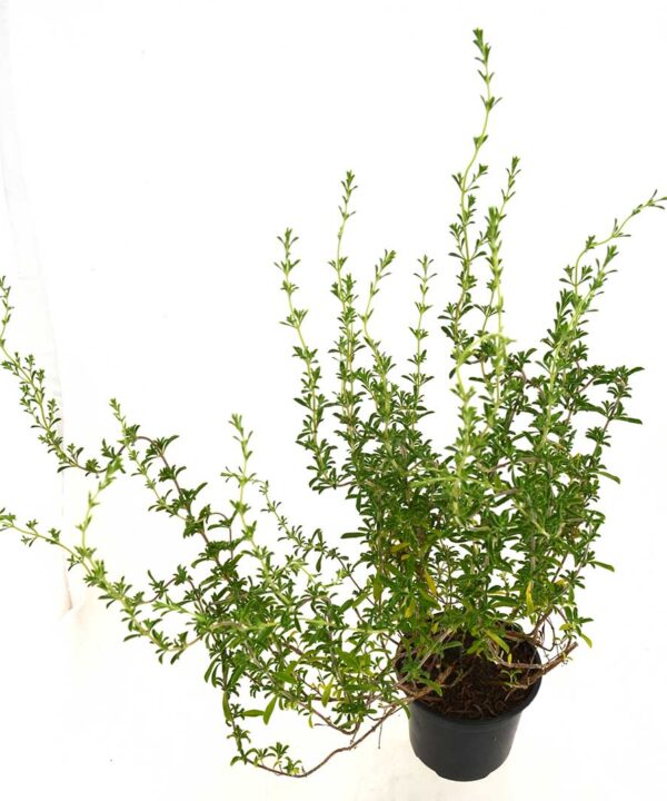 Tomillo aceitunero o andaluz
